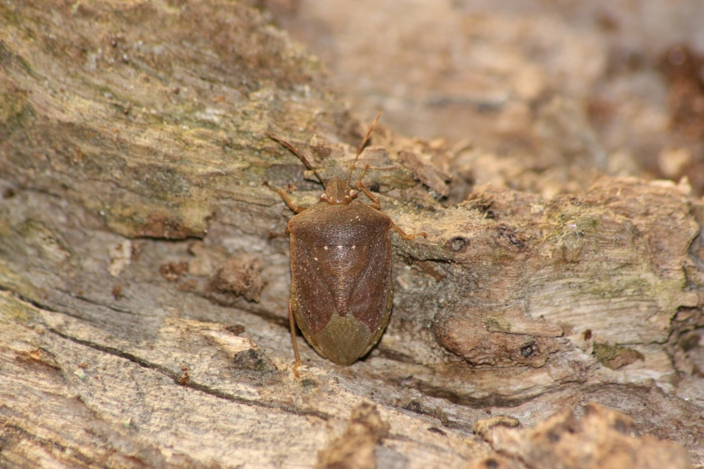 Rhyparochromus vulgaris e Nezara viridula